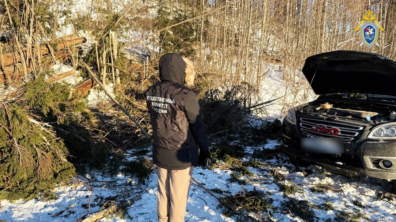 В Карелии дерево рухнуло на проезжавший по доро...