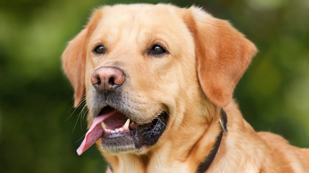 Пес случайно откопал улику, ведущую к преступлению 1865 года В британской деревне Клист-Хонитон неожиданная ...