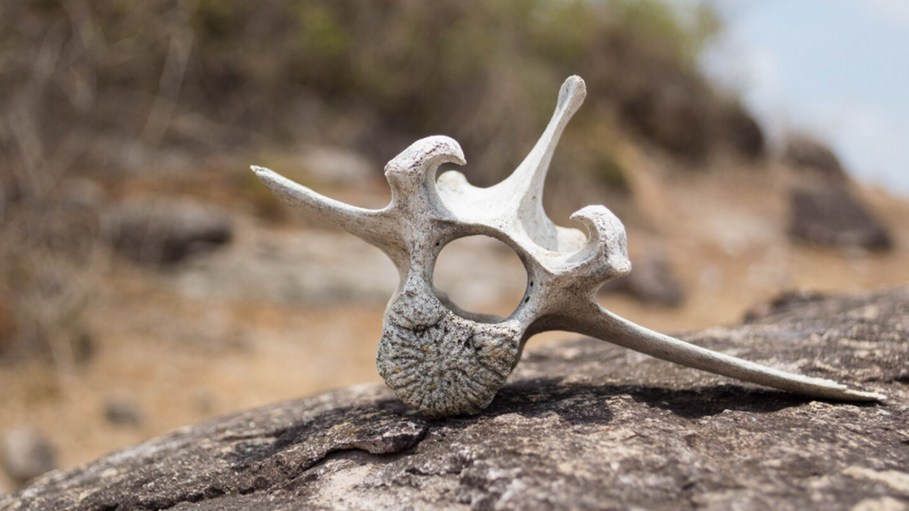 Древняя собака с кинжалом: уникальная находка в Швеции Археологи на юге Швеции обнаружили редкое захор...