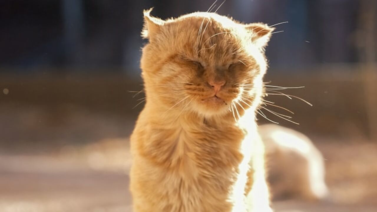 Почему кошки внезапно отказываются от привычного корма: объяснение ученых Домашние кошки нередко перестают есть корм, к к...