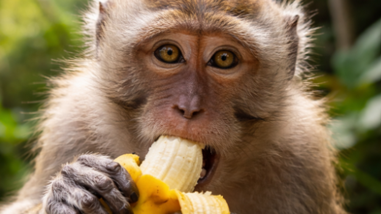 На популярном полуострове Сонтра во Вьетнаме пр...
