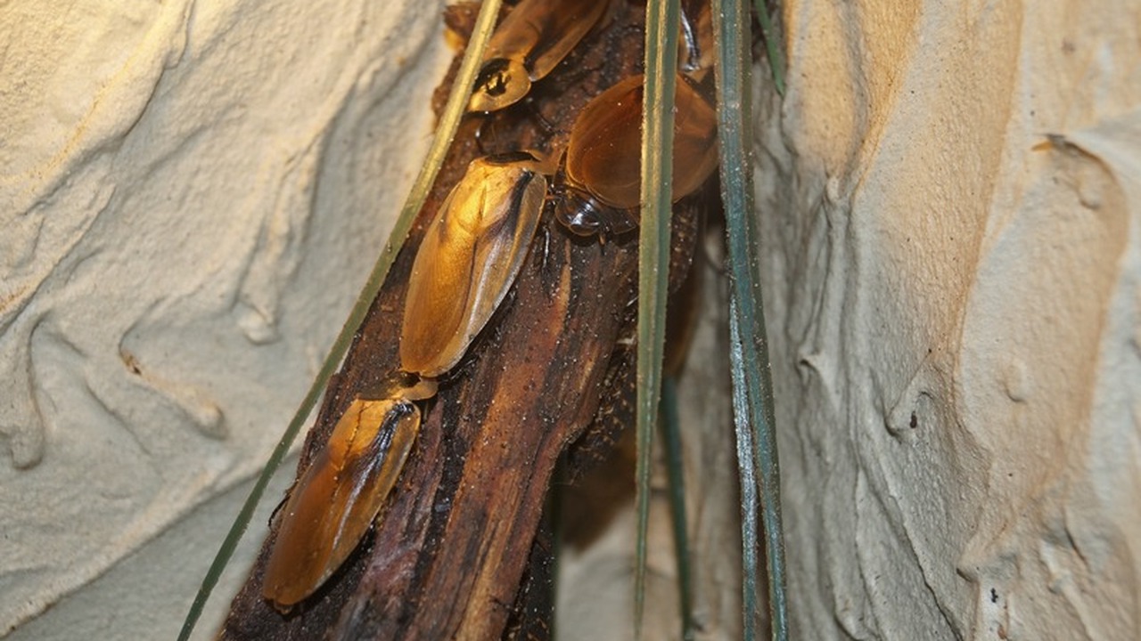 Устали от назойливых насекомых, которые оккупир...