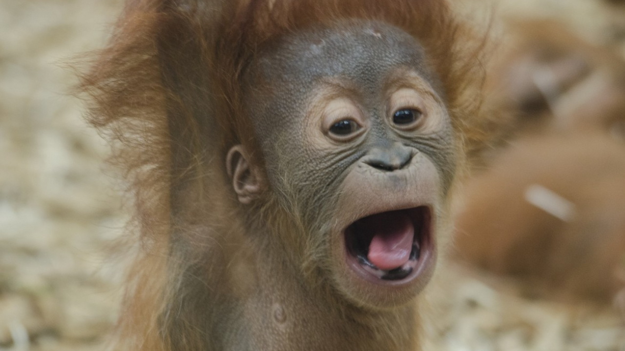Планы по расширению золотого рудника на Суматре...