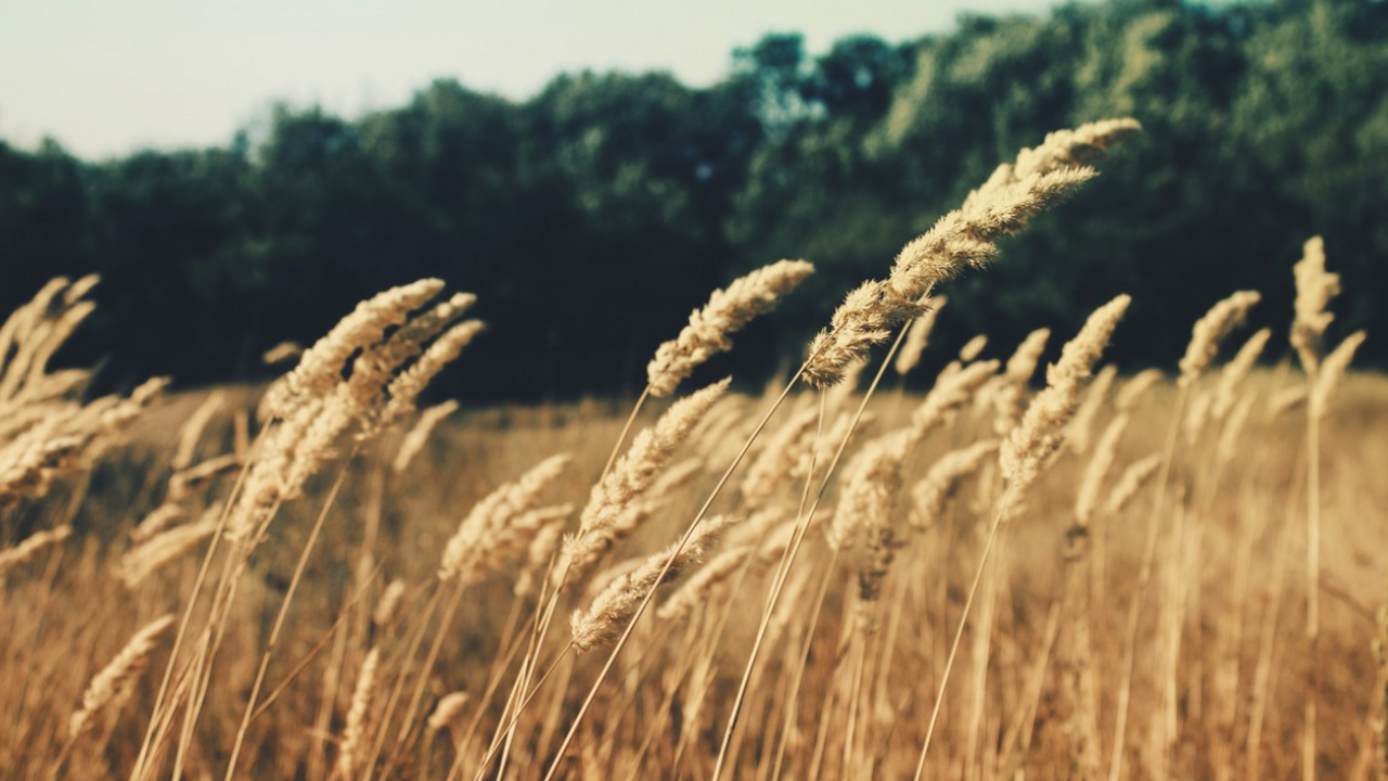 Машинное обучение показало, что предки пшеницы и ячменя погибали от потепления Археологи из Дании и Испании применили алгоритм...