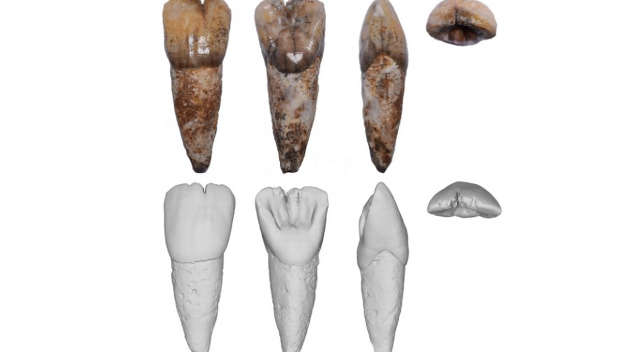 В Малайзии найден загадочный зуб возрастом 55 тысяч лет В пещере Трейдерс на острове Калимантан (Борнео...