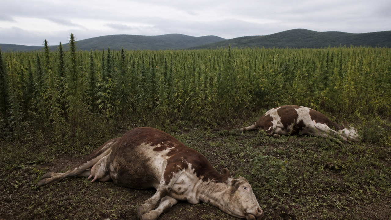 В Забайкалье коровы погибли, наевшись дикой конопли В Забайкалье коровы погибли после поедания дико...