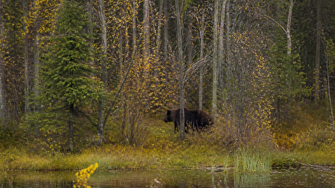 В Подмосковье с начала года зафиксировано 20 со...