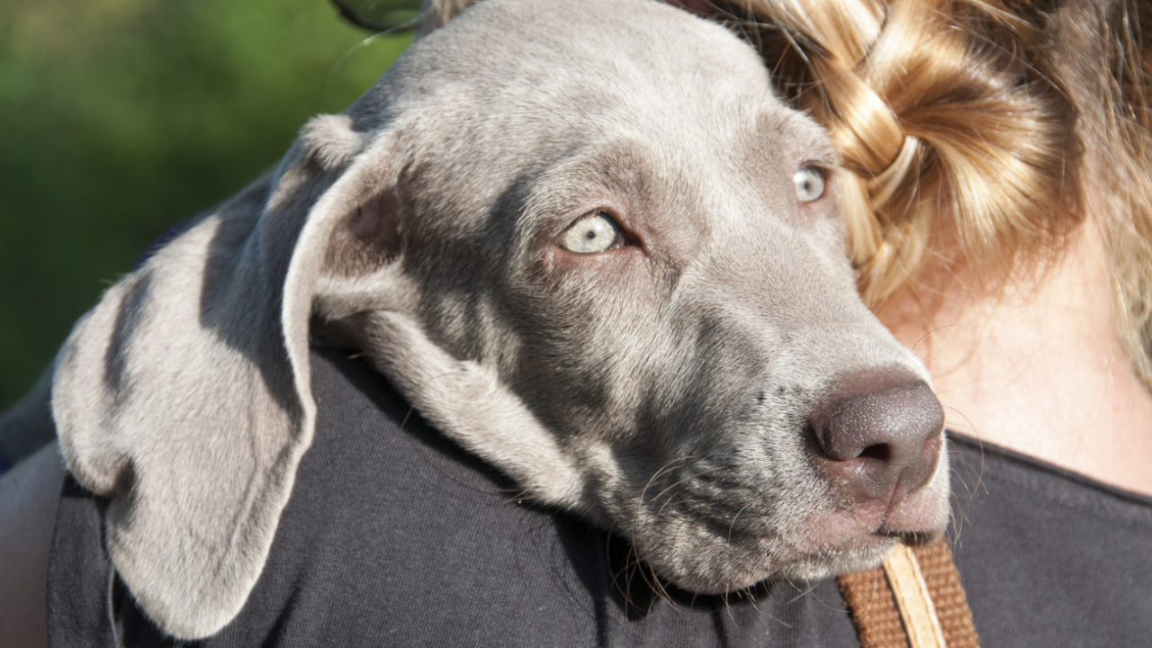 В Китае завершились поиски собаки, которые длил...