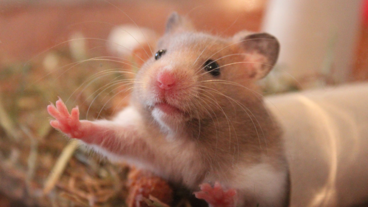 Венгерские инженеры Виктор Тот и Шандор Макра п...