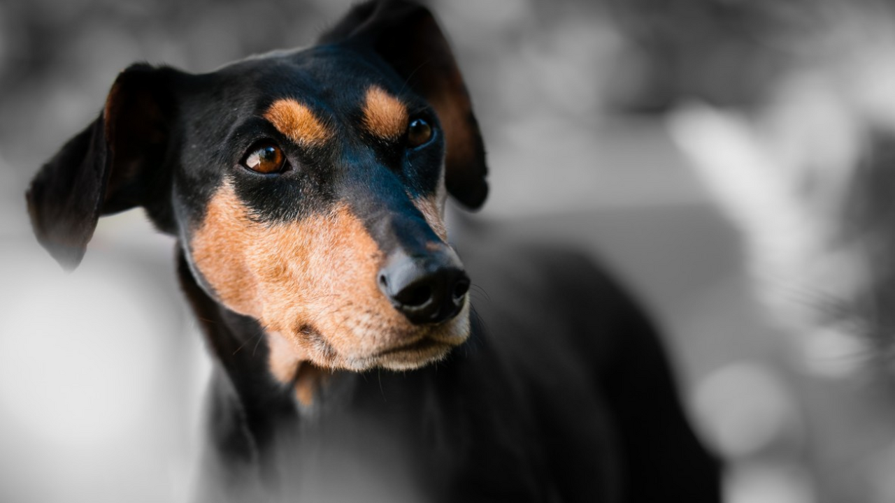 В американском городе Стерджеон (штат Миссури) ...