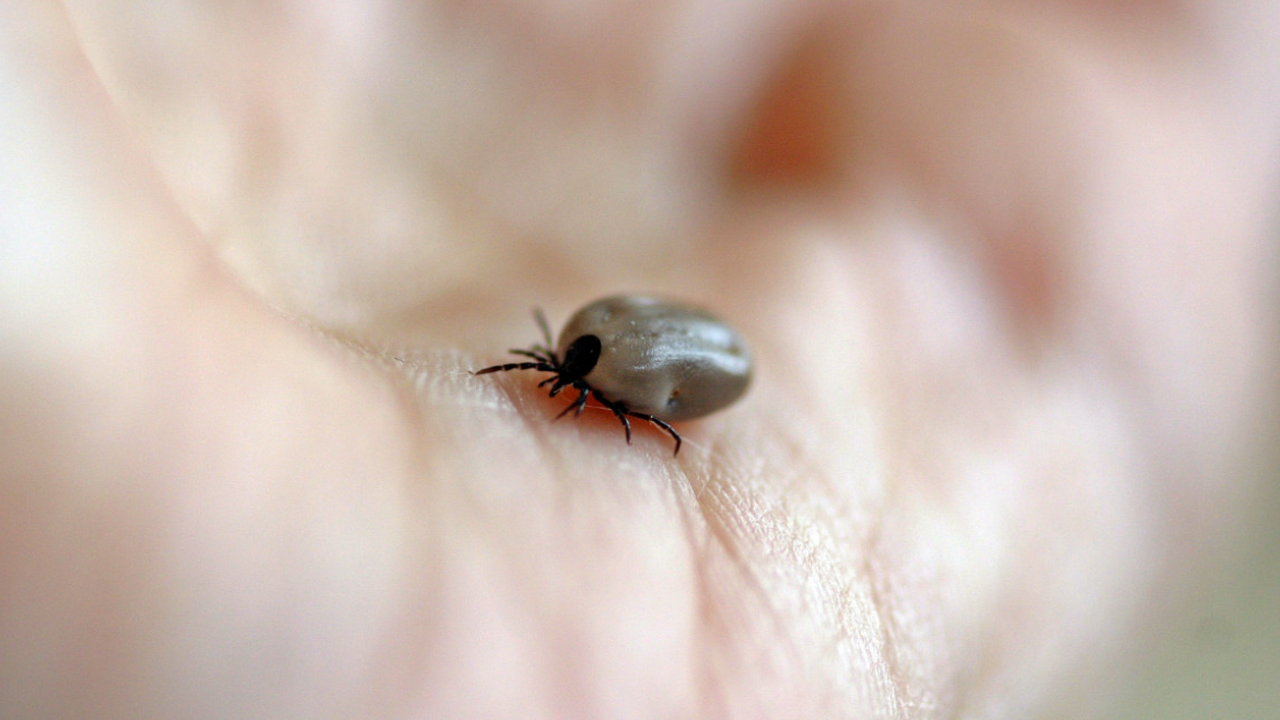 С наступлением сезона активности клещей россиян...