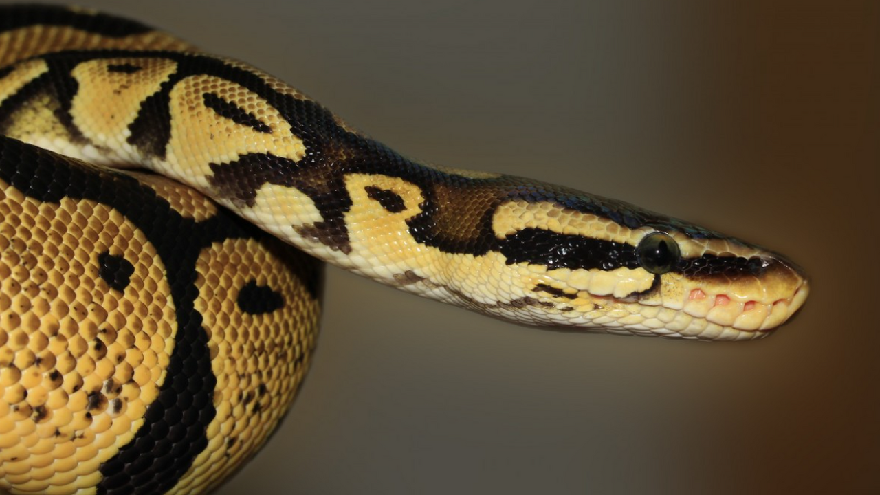 Туристка из России получила тяжелые ожоги в Кении из-за пожара в ресторане В Кении произошёл трагический инцидент с участи...