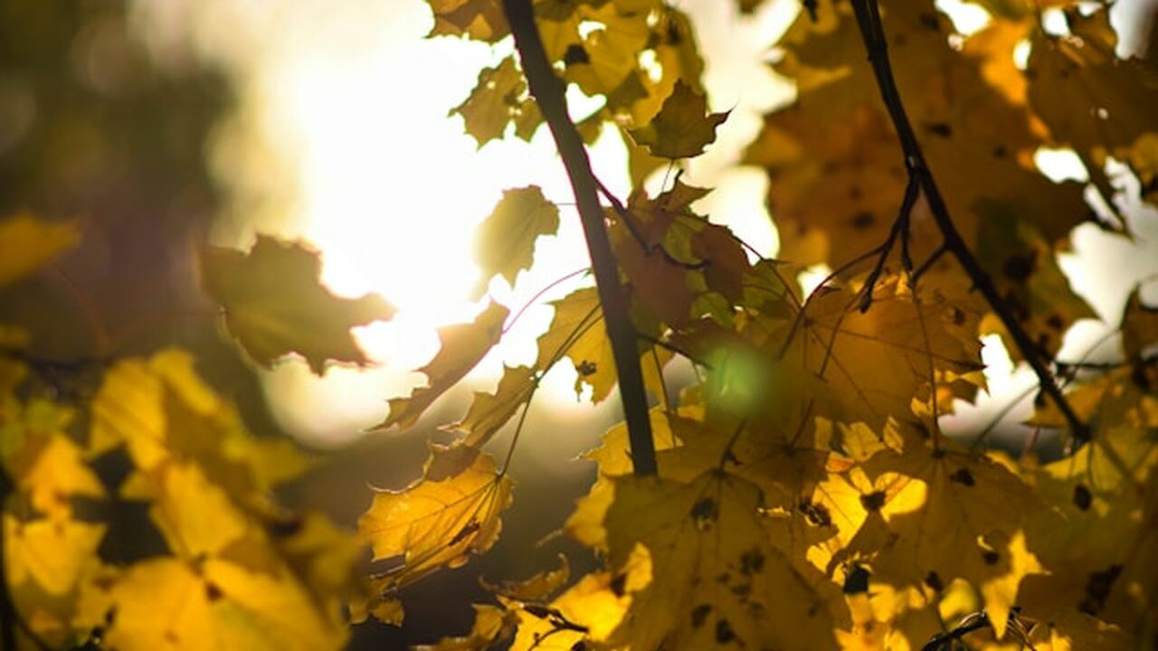 Паук-веточка из Вьетнама: как Poltys mouhoti маскируется под сухой лист В тропических лесах Вьетнама обитает паук Polty...