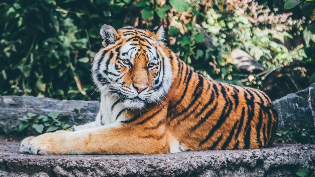 В одном округе Индии тигры растерзали двух человек за 12 часов В округе Чандрапур индийского штата Махараштра ...