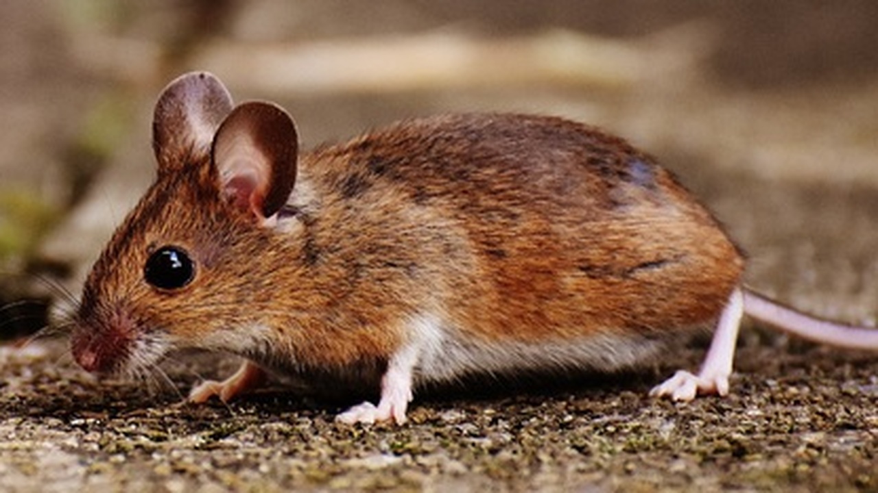 Ученые из Йельского университета разработали пе...