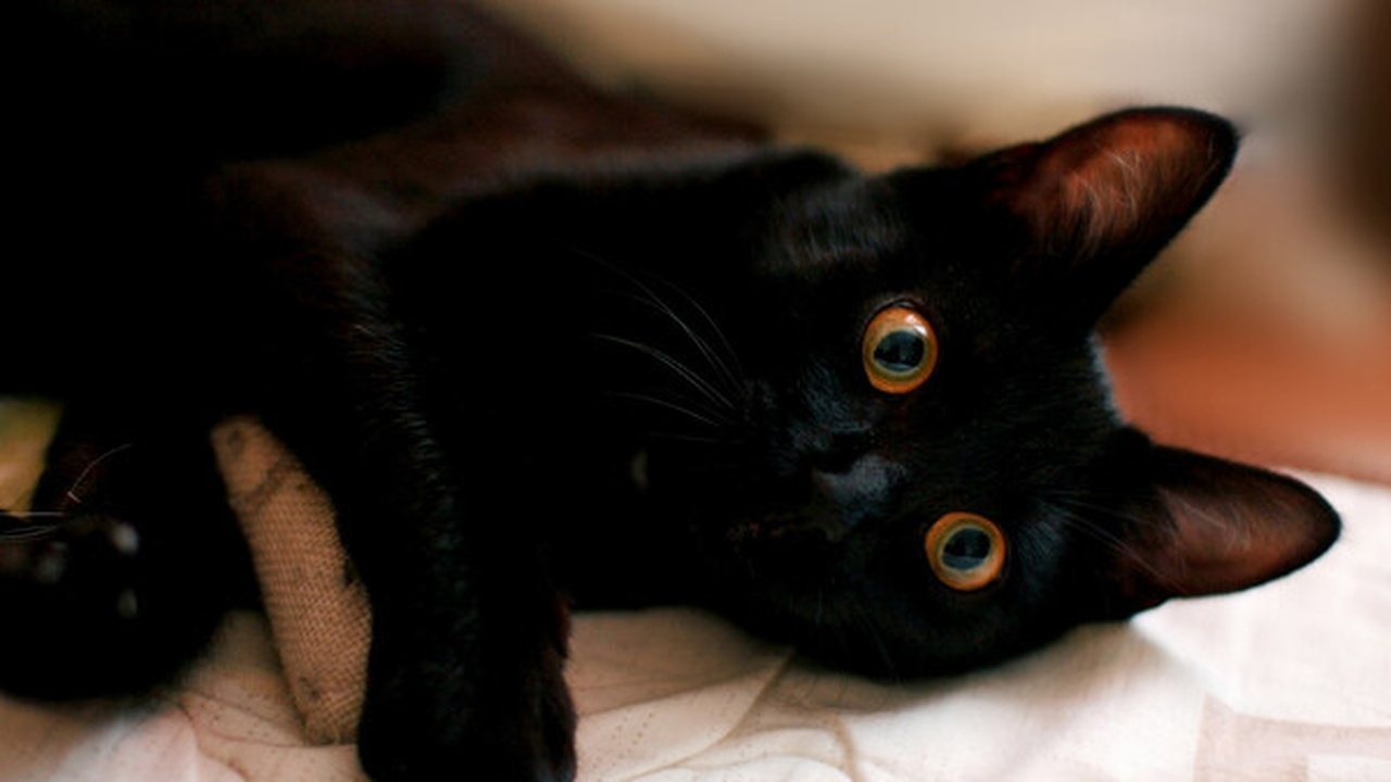 Исследователи японского медицинского научного и...