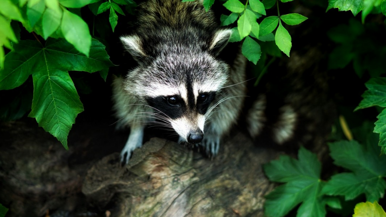 Ученые из Университета Арканзаса в Литл-Роке пр...