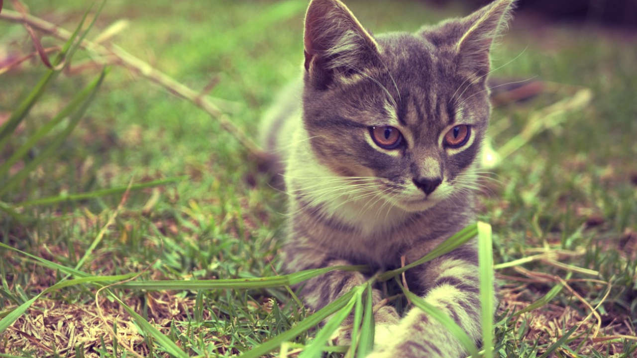 Кошатники проявляют больше щедрости, чем собачники Учёные обнаружили неожиданный показатель щедрос...