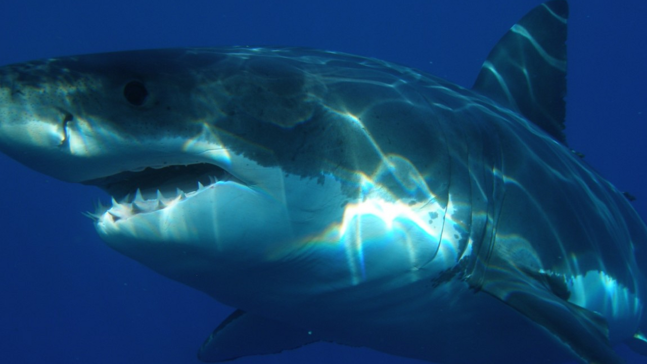 На Мальдивах акула изуродовала россиянку Отдых россиянки на дорогом курорте Мальдив заве...