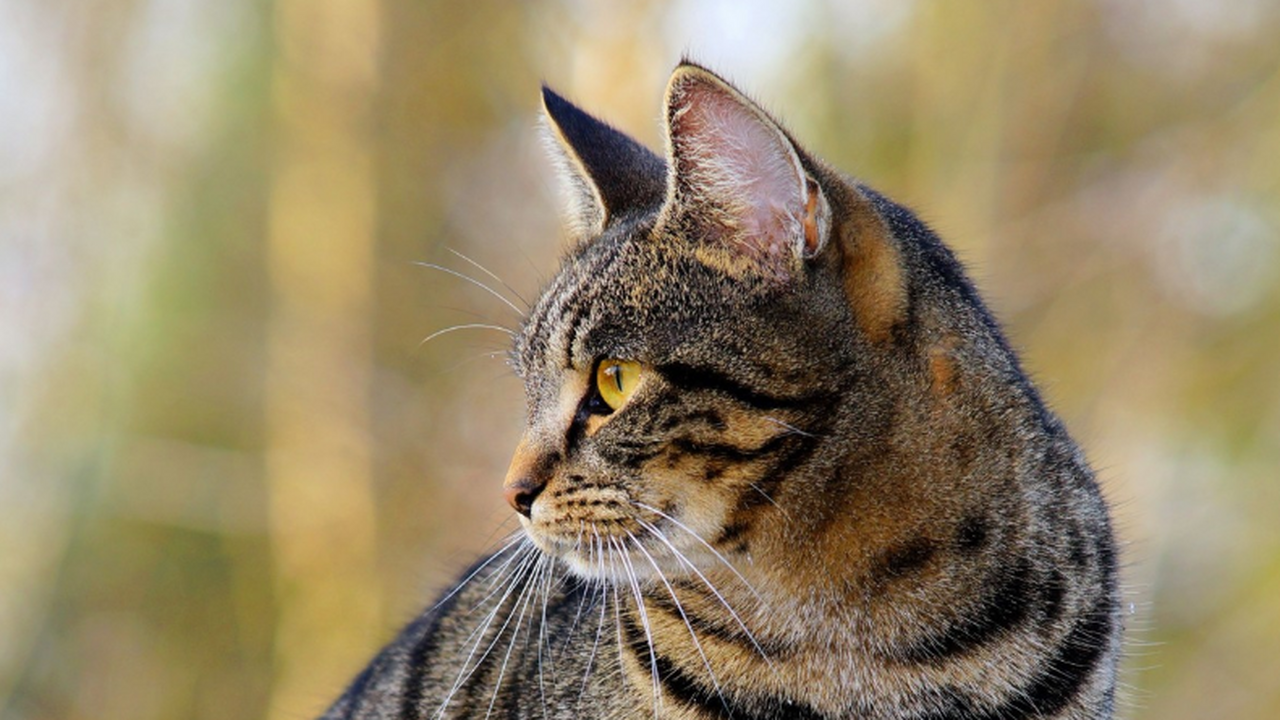 Просмотр коротких видеороликов с животными може...