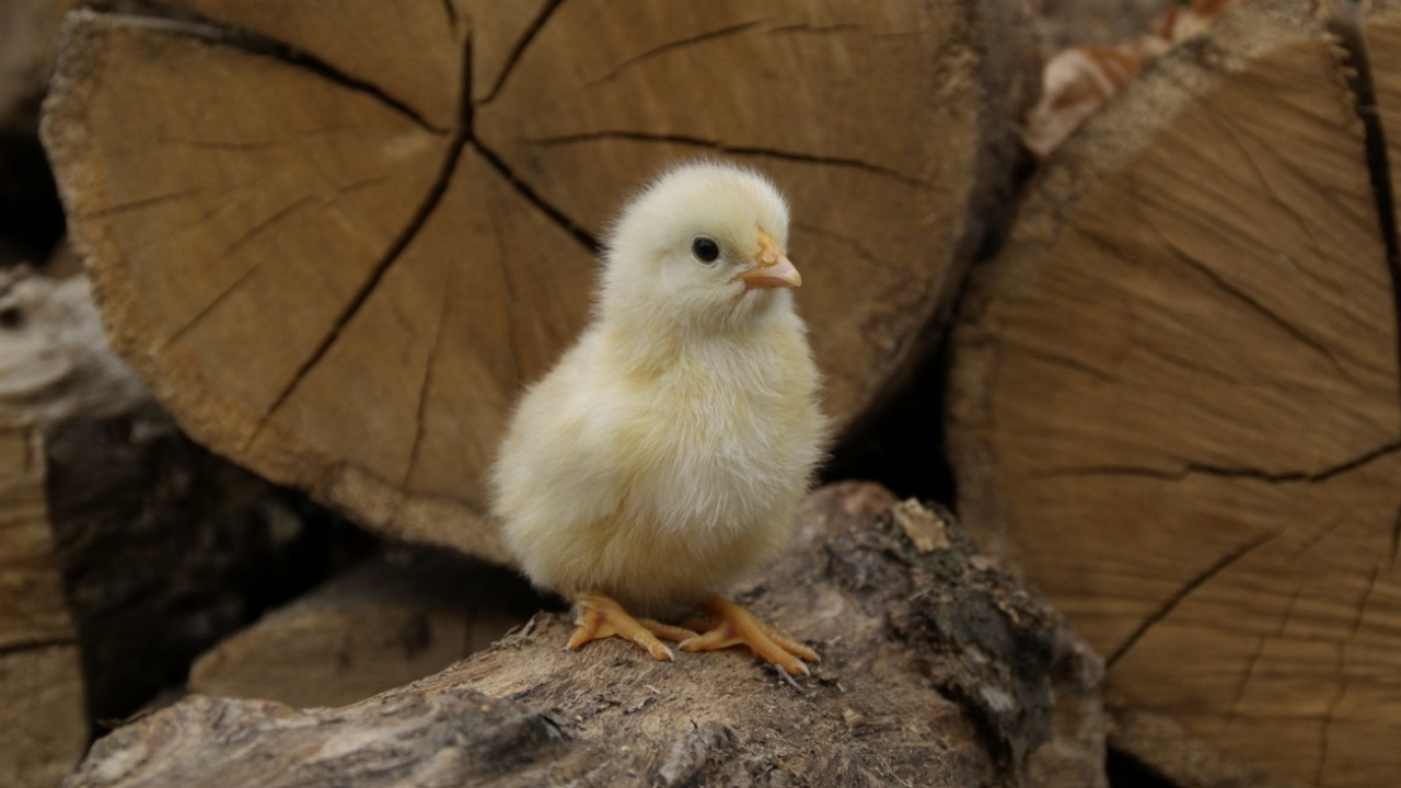 Российские предприятия наладили производство сп...