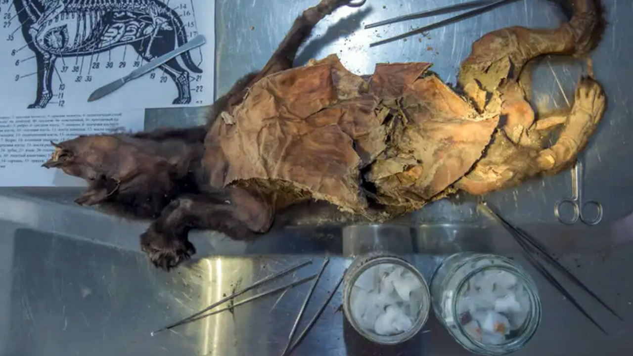 Учёные восстановили полный геном шерстистого но...