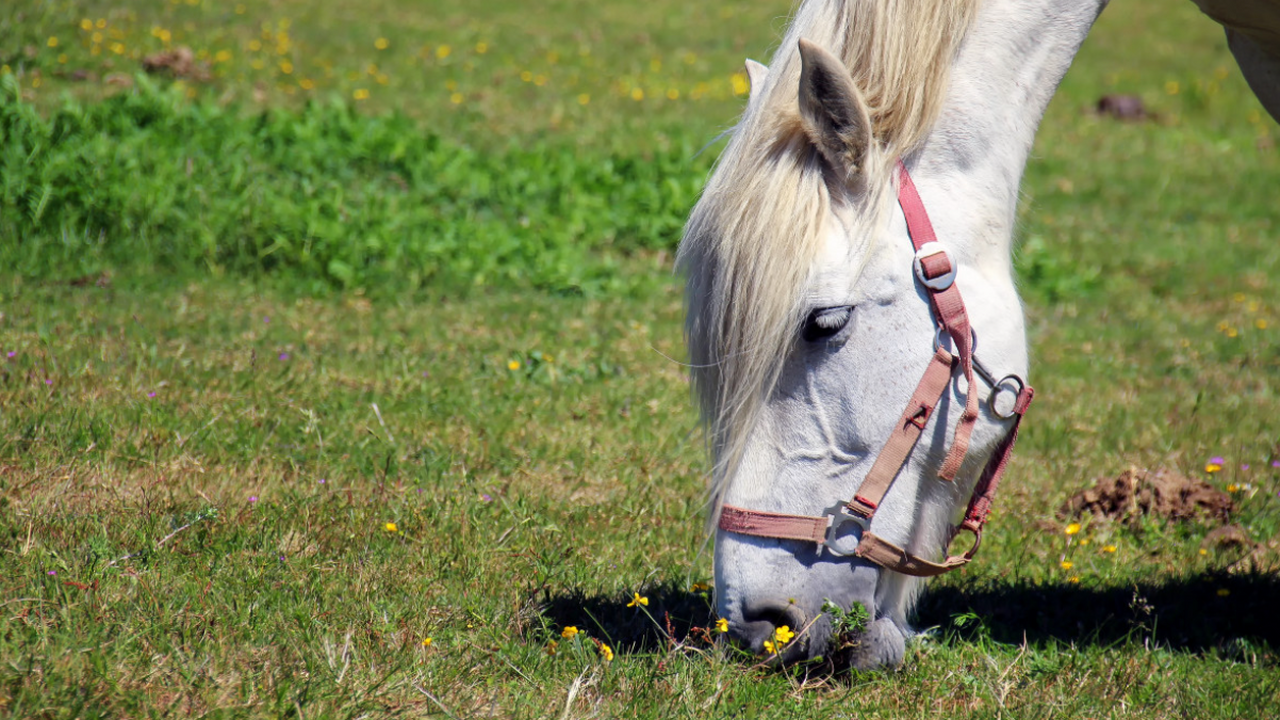 Лошади чувствуют человеческий страх по запаху Ученые из французского Национального исследоват...