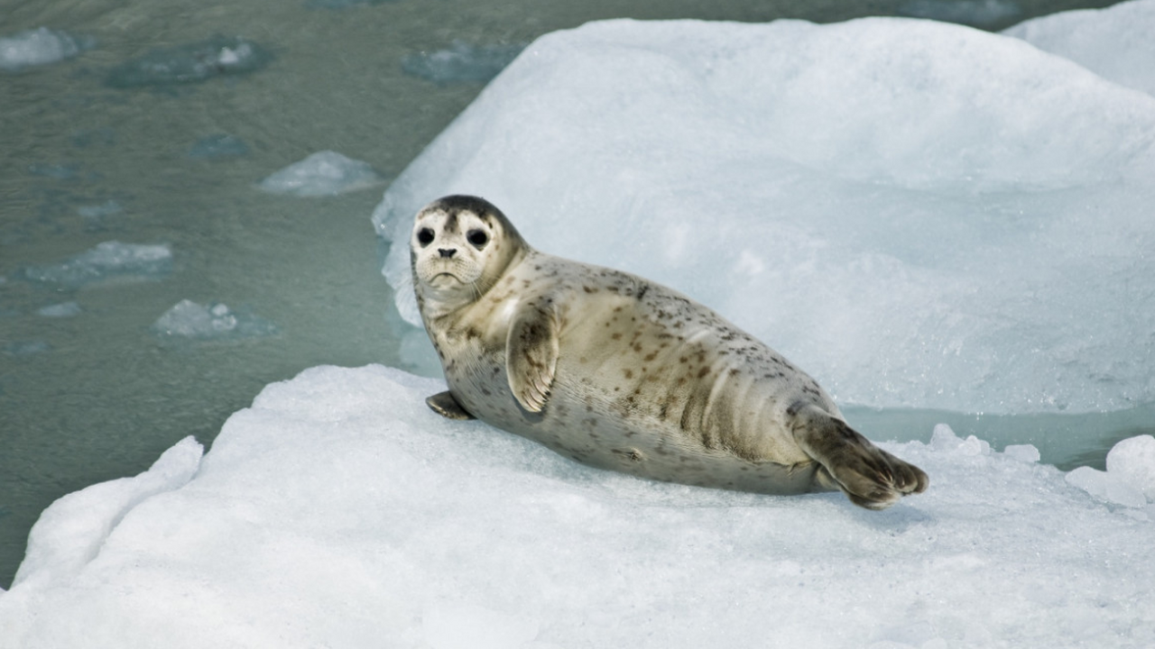 Исследователи зафиксировали необычную и крайне ...