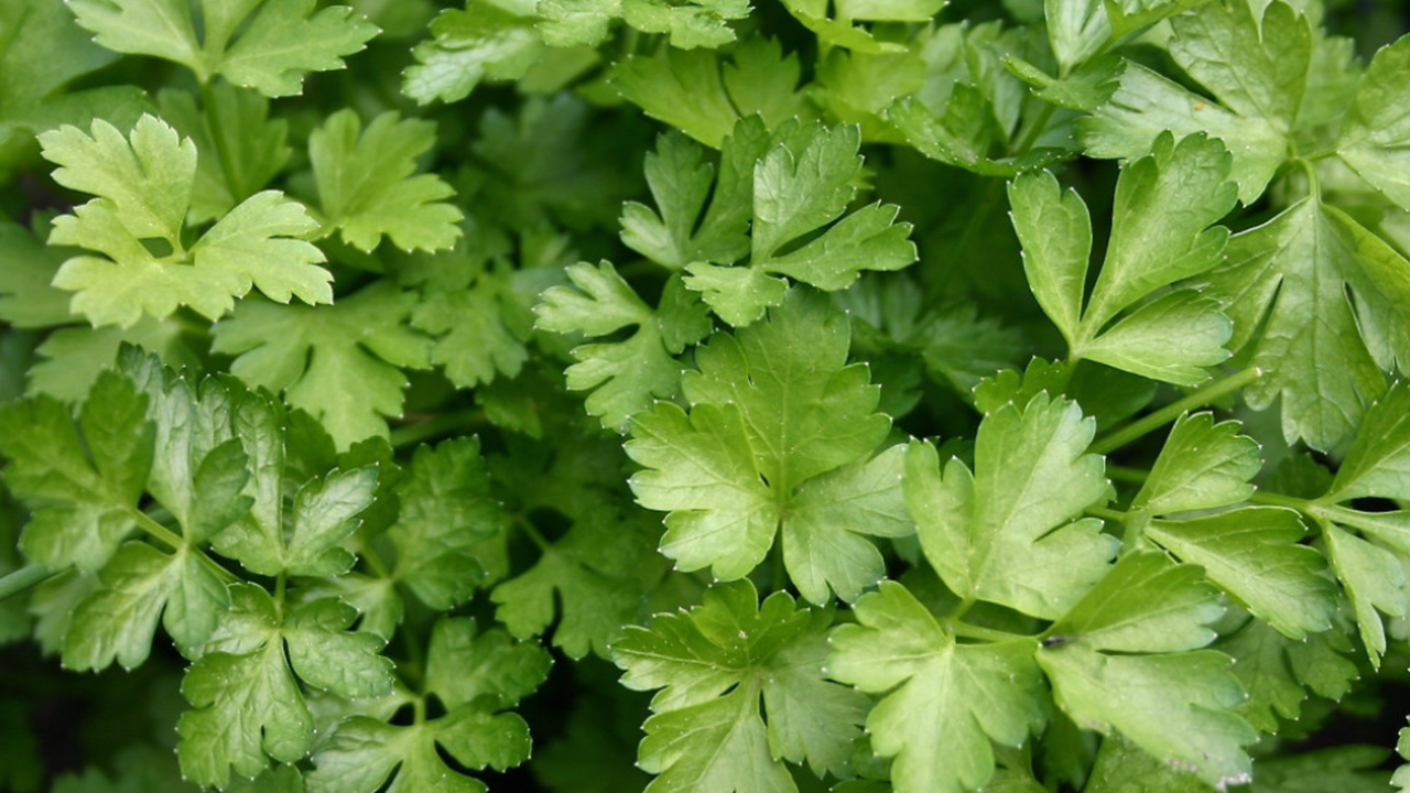 Врачи из Пятигорска разработали жвачку из полыни для здоровья полости рта Ученые и медики из Пятигорска запатентовали жев...