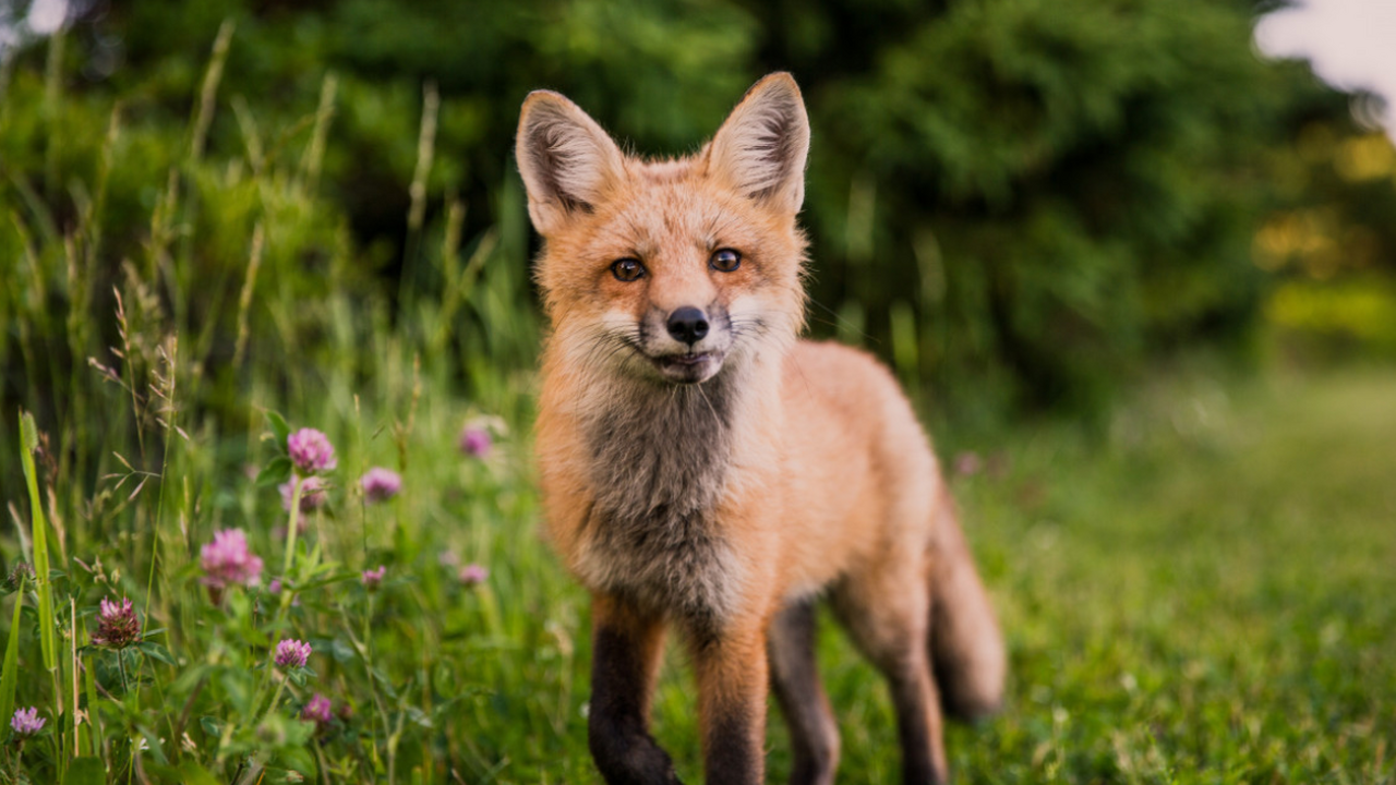 Жительница Пенсильвании Брэнди Уиллиард из окру...