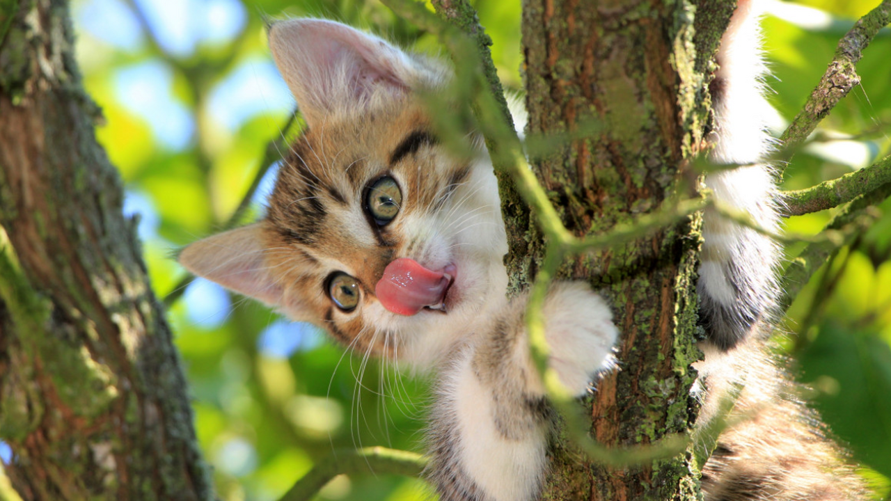 Кошек на протяжении веков сопровождала репутаци...