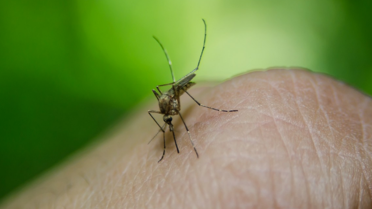 Биологи пояснили, почему комары активнее кусают утром и вечером Учёные из Колумбийского университета получили н...