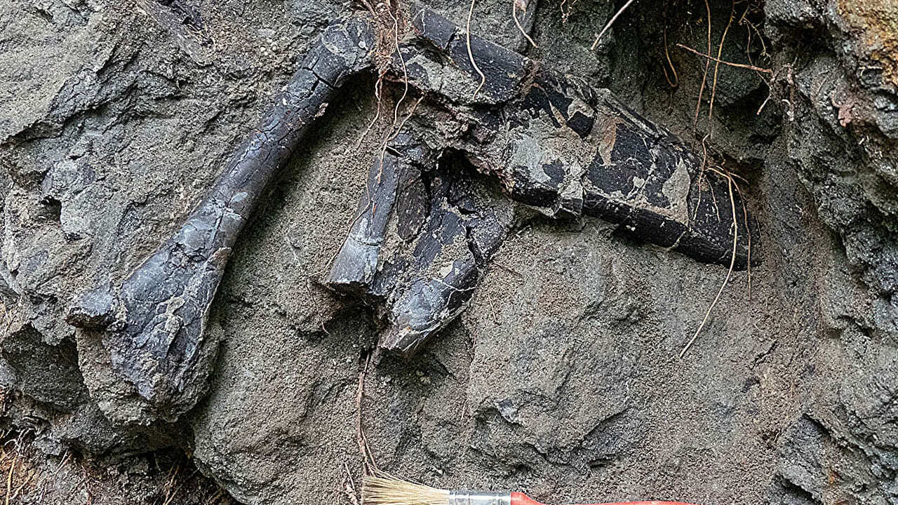 Палеонтологи обнаружили место, где миллионы лет...