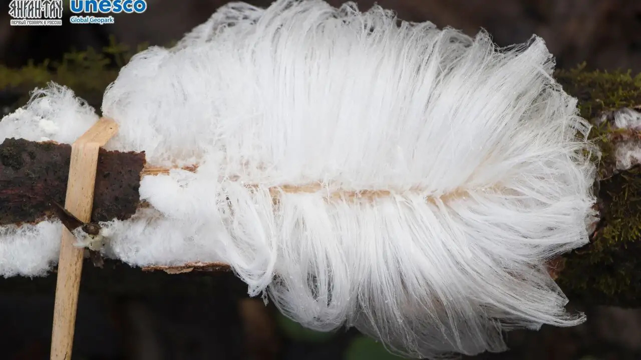 Ледяные нити в Башкирии: ученые объяснили редкое явление В геопарке «Янган-Тау» зафиксировано необычное ...
