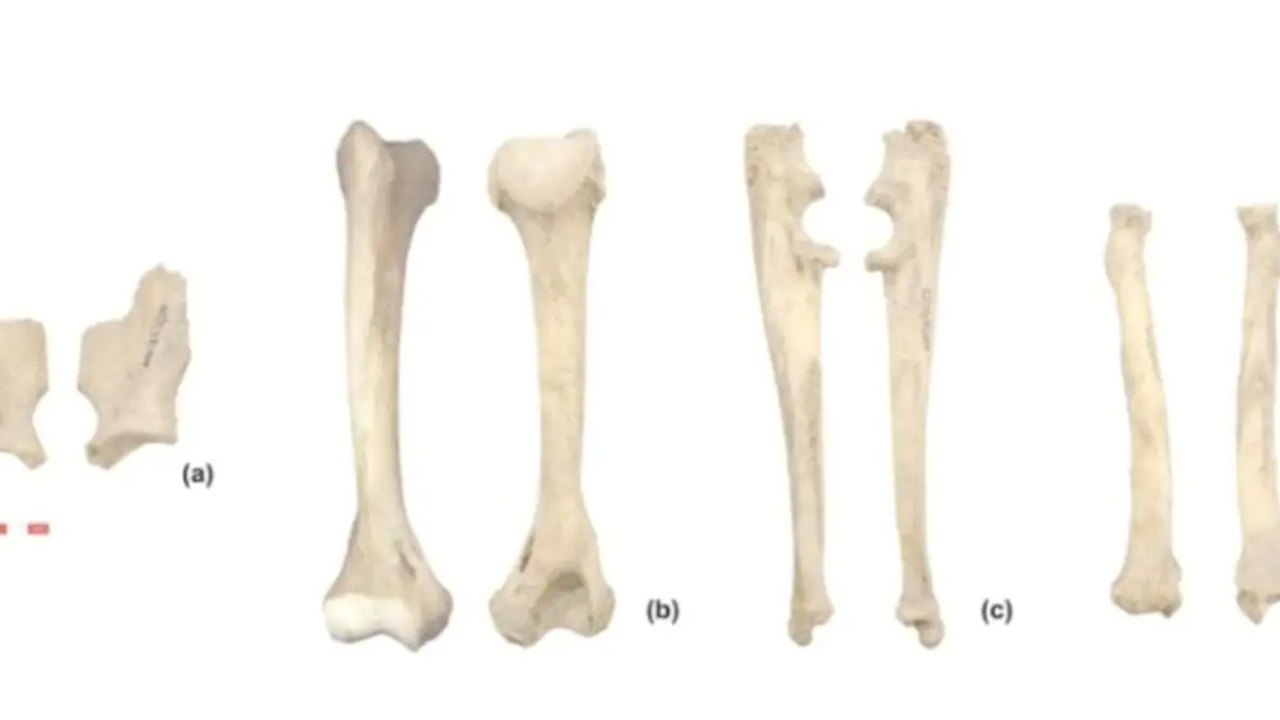 Европейские специалисты провели анализ костных ...
