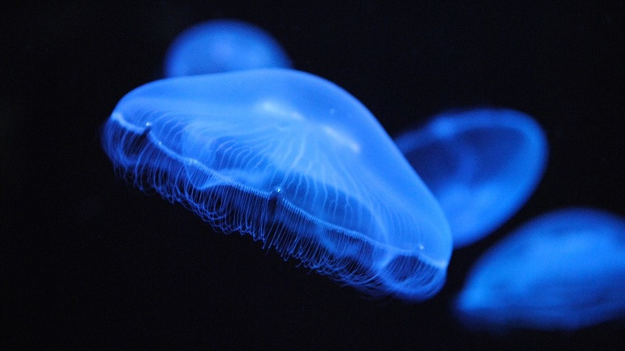 Медузы на страже здоровья: новый подход к заживлению ран Ученые обнаружили, что коллаген, извлеченный из...