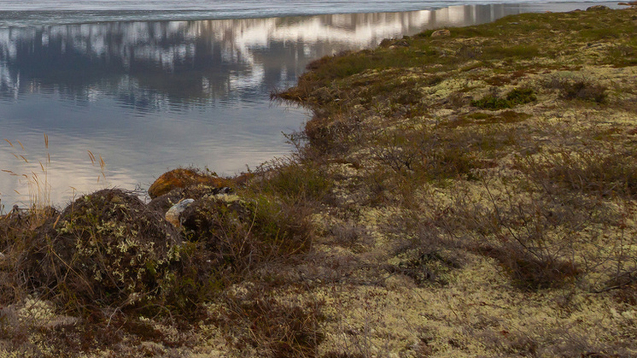 В Выгозере в Карелии обнаружено масляное пятно из-за утечки на трубопроводе В акватории залива озера Выгозера выявлено масл...