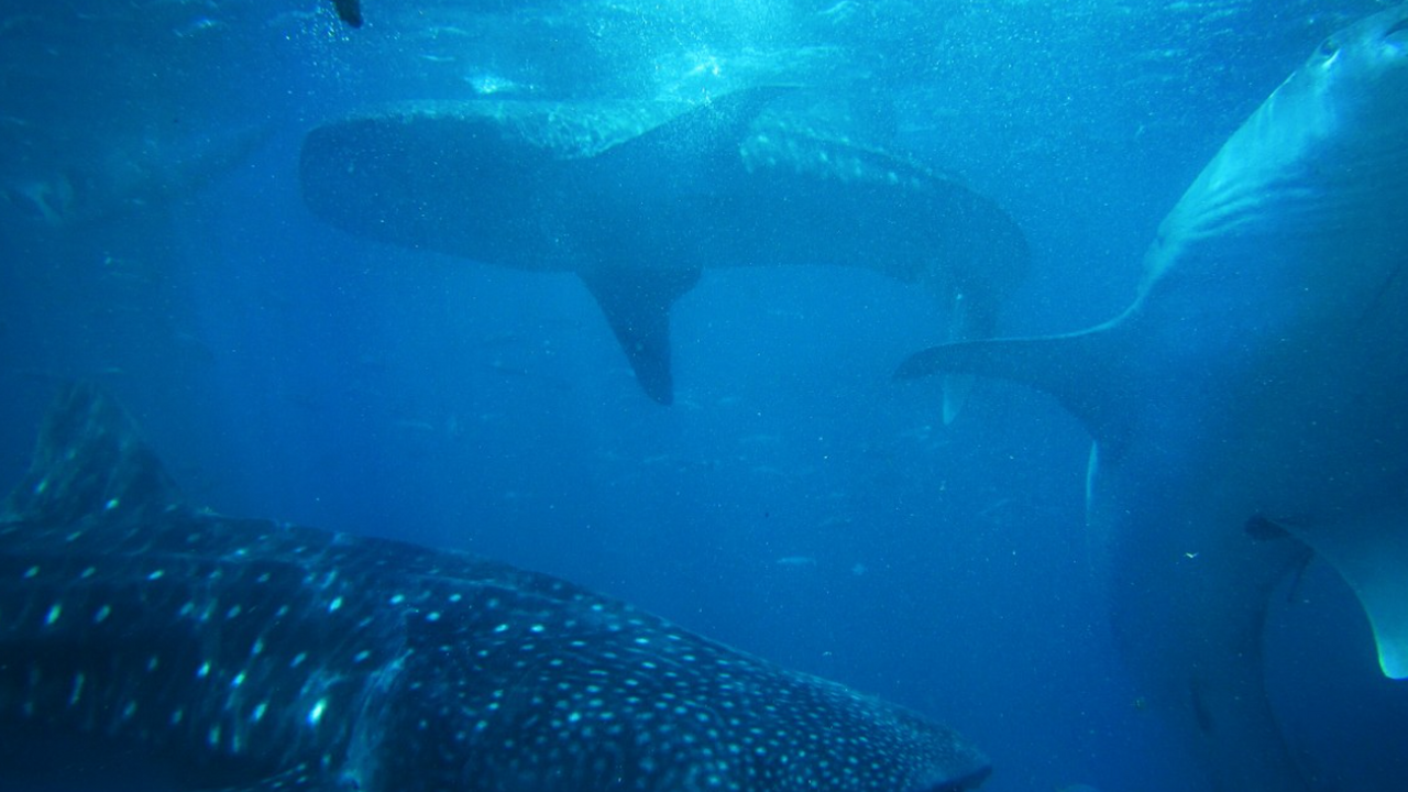 Белухи Аляски нашли способ избежать вымирания в изоляции Изолированная популяция белых китов в заливе Бр...