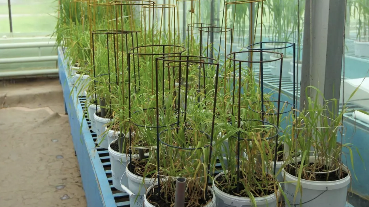 Специалисты Курчатовского института изучили вли...