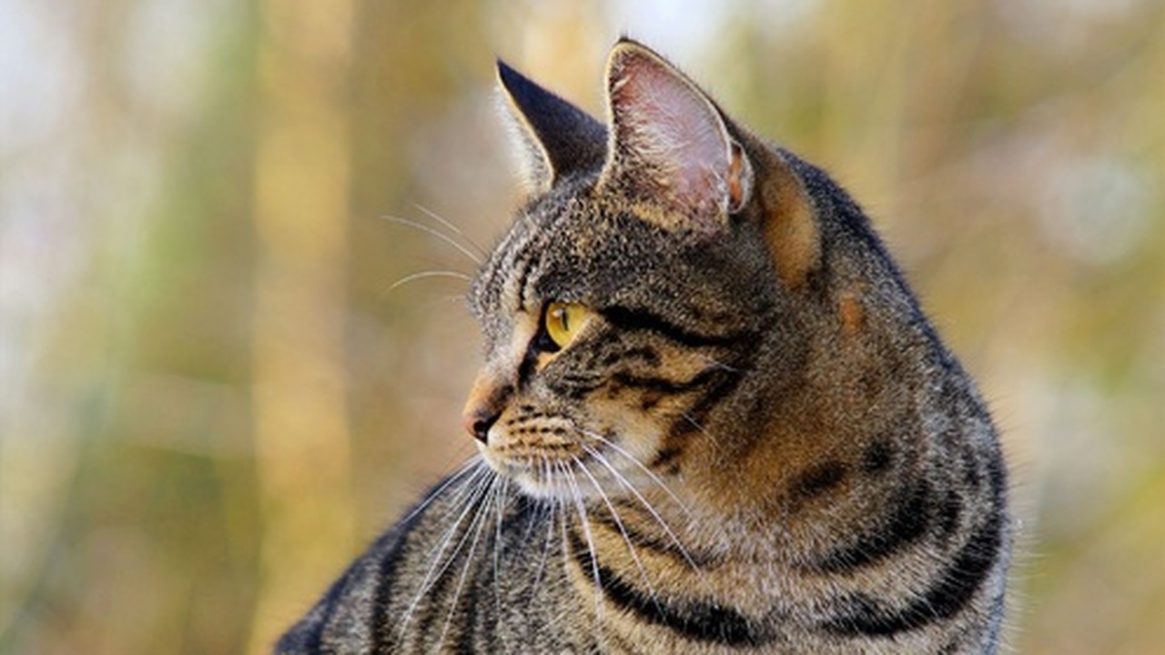 Мурлыкающая опасность: Кошки и риск шизофрении – есть ли связь? Австралийские ученые бьют тревогу: любимые мног...