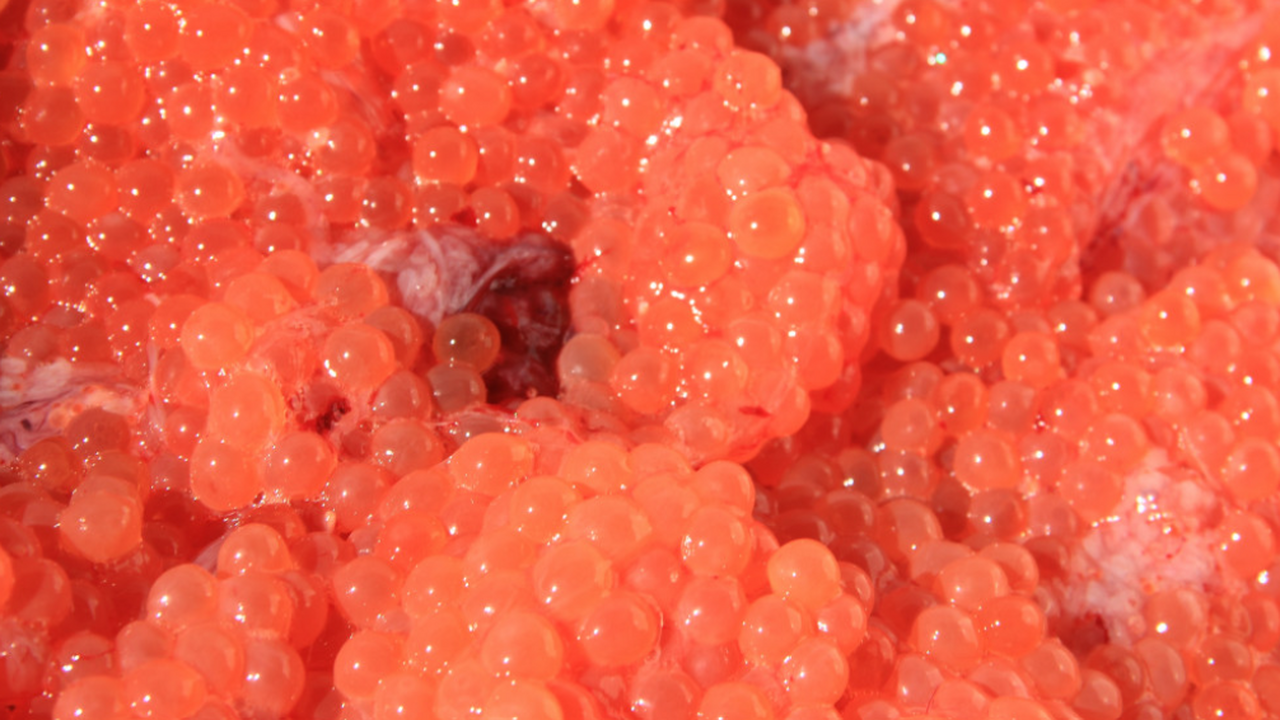 Россиянина могут оштрафовать на млн рублей за попытку увезти в Дубай 5 кг игры В Домодедове задержали 22-летнего пассажира рей...