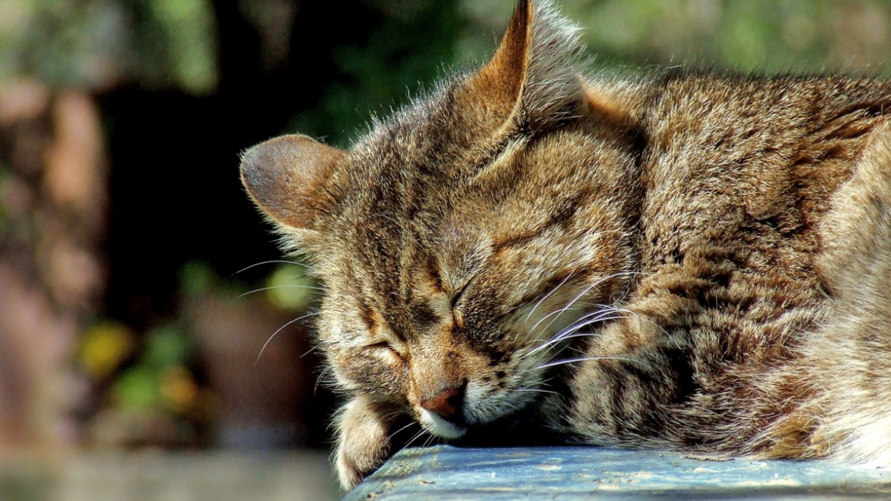 Хозяева нередко замечают, что кошка вылизывает ...