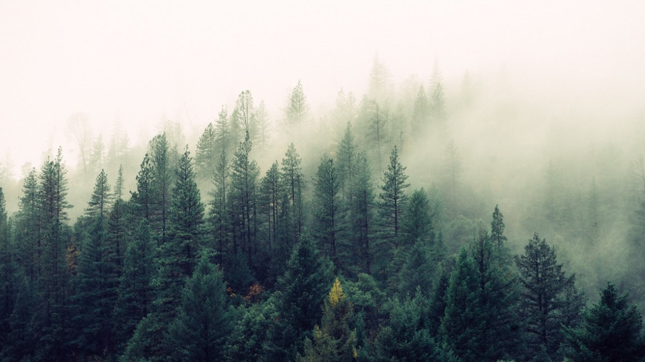 Нейросети начнут защищать леса Подмосковья от пожаров В Московской области с 20 апреля стартует пожар...