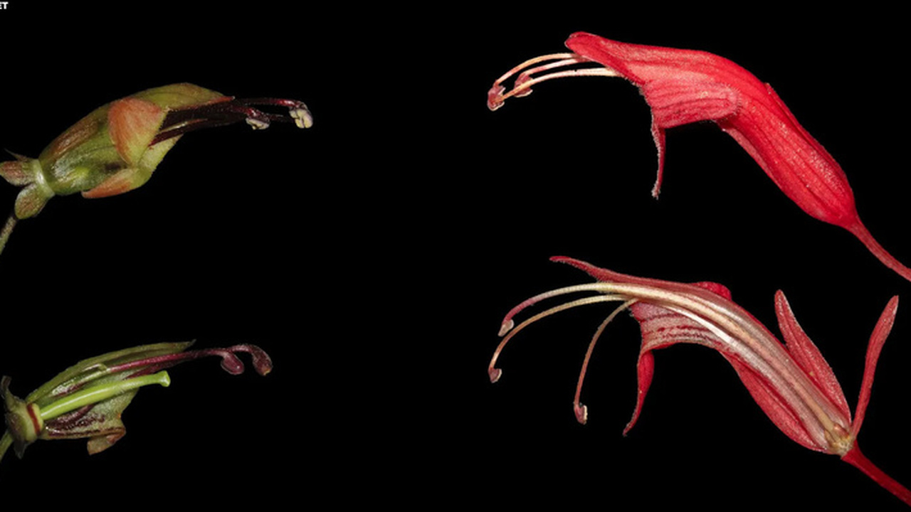 Ученые нашли необычный цветок, который оспорил модель эволюции Международная группа ботаников провела исследов...