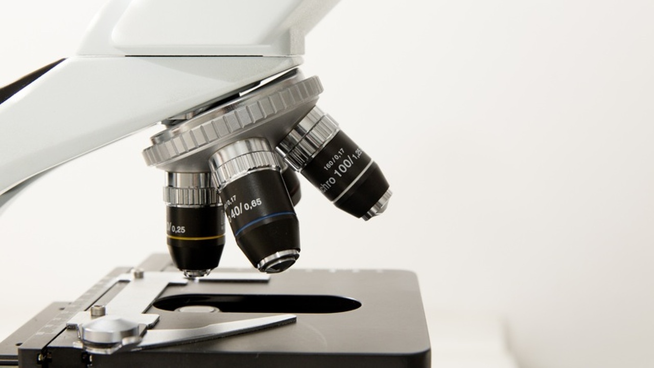 Иммунная система человека, подобно щиту, призва...