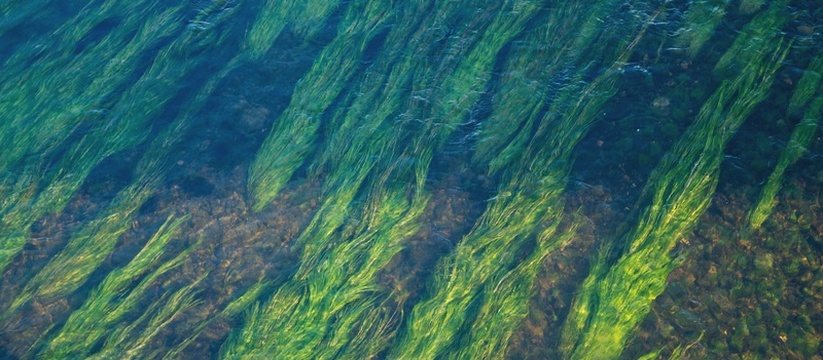 Завод по переработке водорослей готовится к старту в Карелии В Республике Карелия начался этап пусконаладки ...