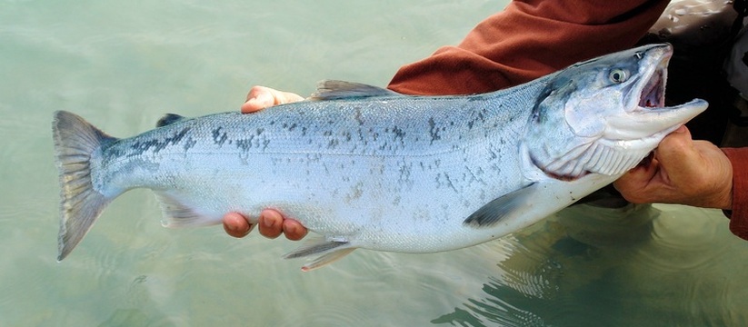 В Петрозаводске появится уникальный музей рыб В столице Карелии готовится к открытию новый ку...