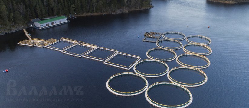 В Карелии выставили на продажу форелевое хозяйство за 104 млн рублей В Карелии на площадке объявлений выставлено на ...
