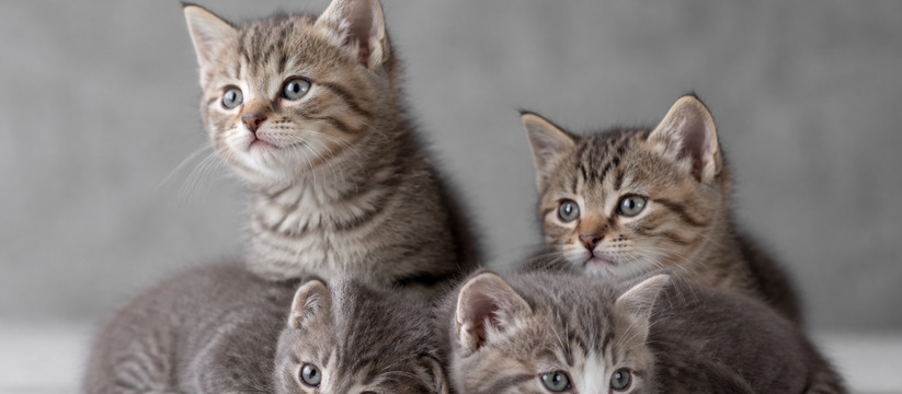 Кошка Графиня из Эрмитажа родила шестерых котят...