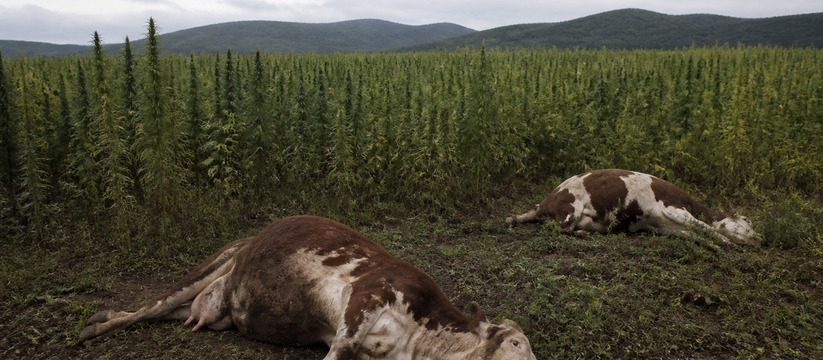 В Забайкалье коровы погибли, наевшись дикой конопли В Забайкалье коровы погибли после поедания дико...
